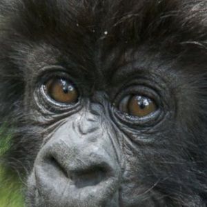 Meet your Posher, Timothy